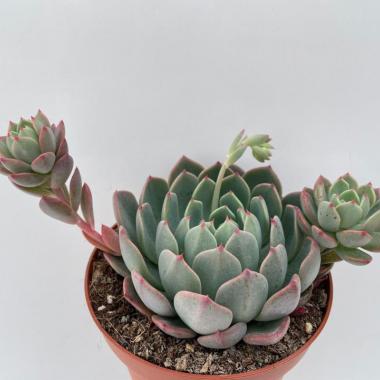 Echeveria sitifukumiama